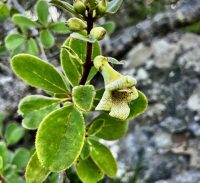 Paliavana sericiflora