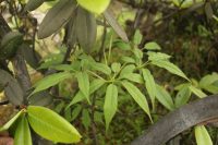 Panax ginseng