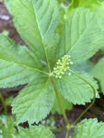 Panax japonicus