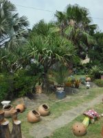 Pandanus utilis