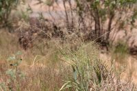 Panicum decompositum