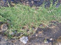 Panicum parvifolium