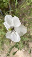 Papaver dubium