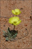 Papaver nudicaule