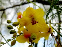Parkinsonia aculeata