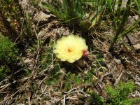 Parodia erinacea