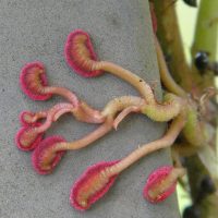 Parthenocissus quinquefolia