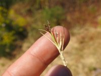 Paspalum distichum