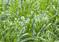 Paspalum virgatum