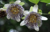 Passiflora actinia