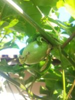 Passiflora alata