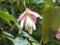 Passiflora catharinensis