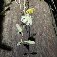 Passiflora contracta