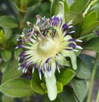 Passiflora costata