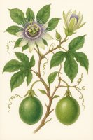 Passiflora edulis