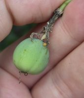 Passiflora glaucescens