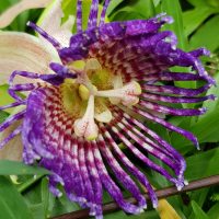 Passiflora laurifolia