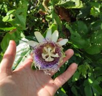 Passiflora nitida