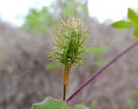 Passiflora riparia