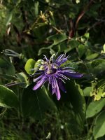 Passiflora subrotunda