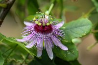 Passiflora watsoniana