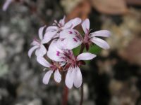 Pelargonium australe