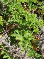Pelargonium graveolens