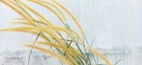 Pennisetum setosum