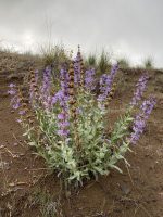 Penstemon acuminatus