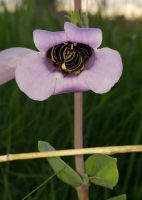 Penstemon grandiflorus