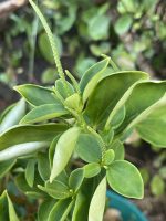 Peperomia blanda