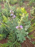 Periandra mediterranea