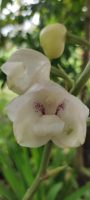 Peristeria elata