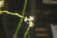 Petiveria alliacea