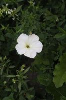 Petunia inflata