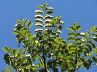 Phellodendron amurense