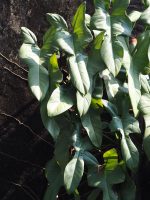 Philodendron bipennifolium