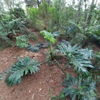 Philodendron bipinnatifidum