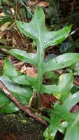 Philodendron distantilobum