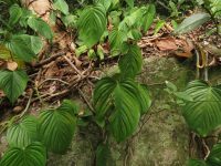 Philodendron eximium