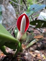 Philodendron insigne