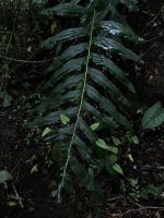 Phlebodium decumanum