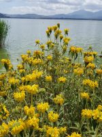 Phlomis fruticosa