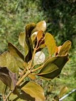 Phoradendron pteroneuron