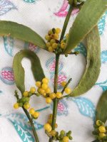 Phoradendron quadrangulare