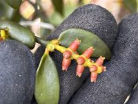 Phoradendron strongyloclados