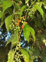 Phthirusa stelis