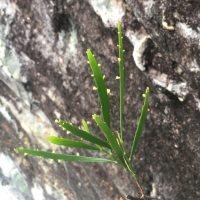 Phyllanthus klotzschianus