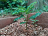 Phyllanthus urinaria