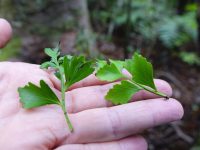 Phyllocladus trichomanoides